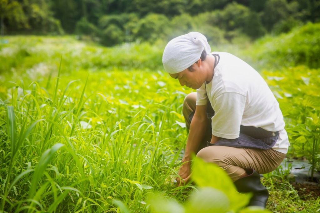 草取り・お墓清掃